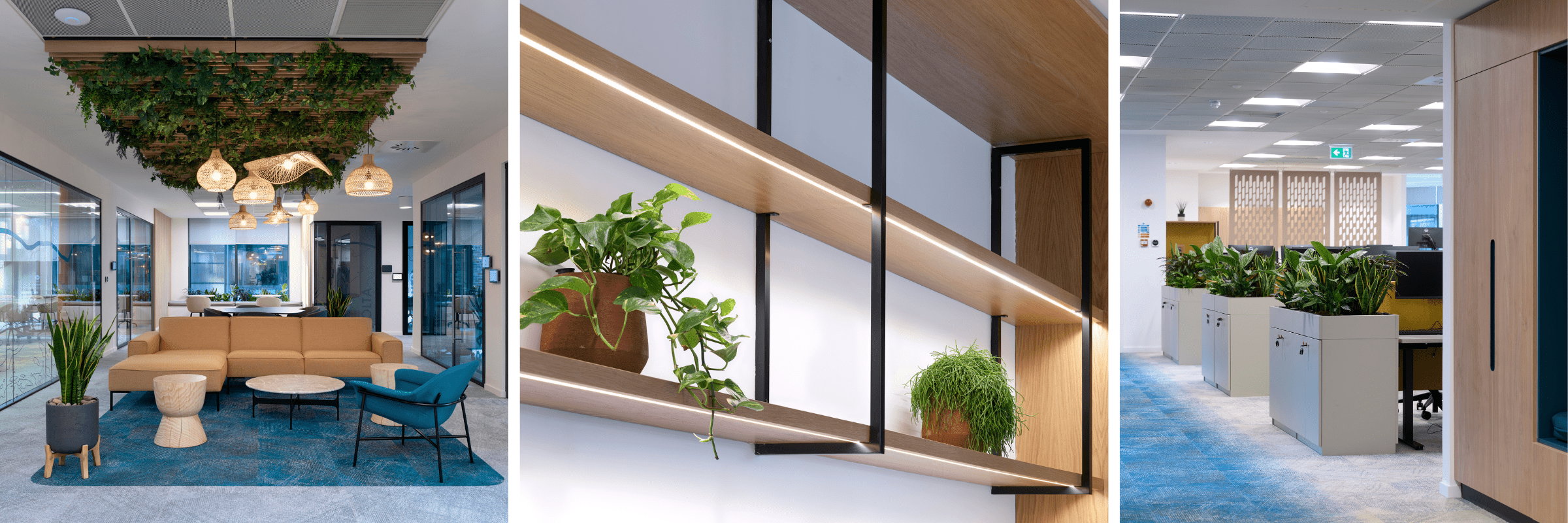 bluefloat-edinburgh-plants-for-employee-health-and-wellbeing-image-7