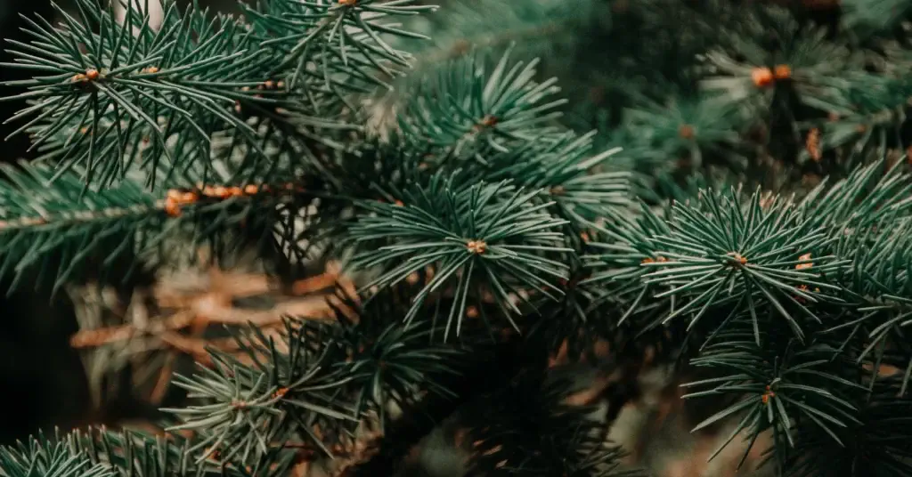 benefits-christmas-trees-can-have-1