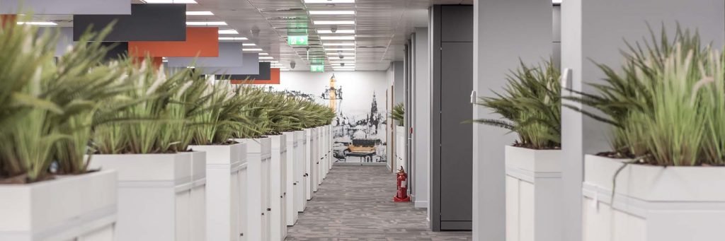 A modern office walkway created by white cabinet top planters with storage filled with live sansevieria plants