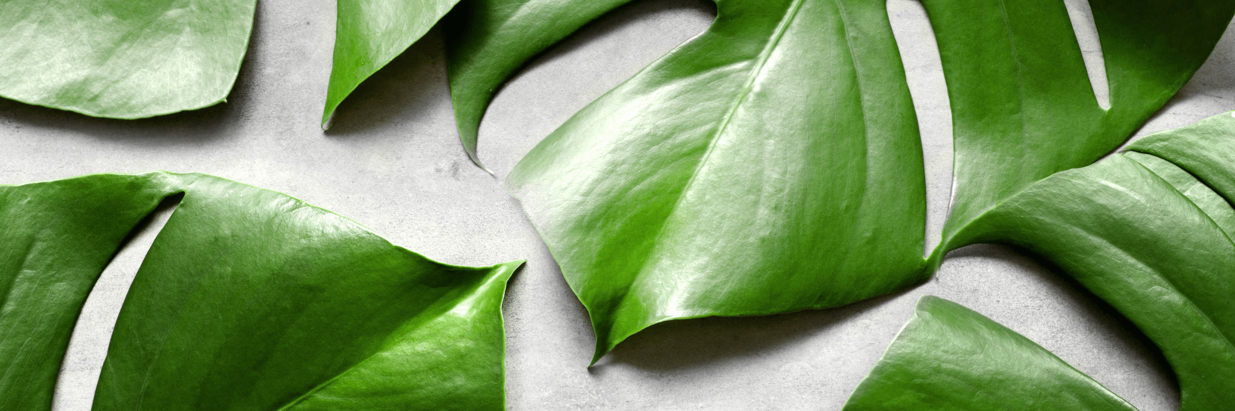 ALT TEXT benefits-of-plants-in-the-workplace-image-4
