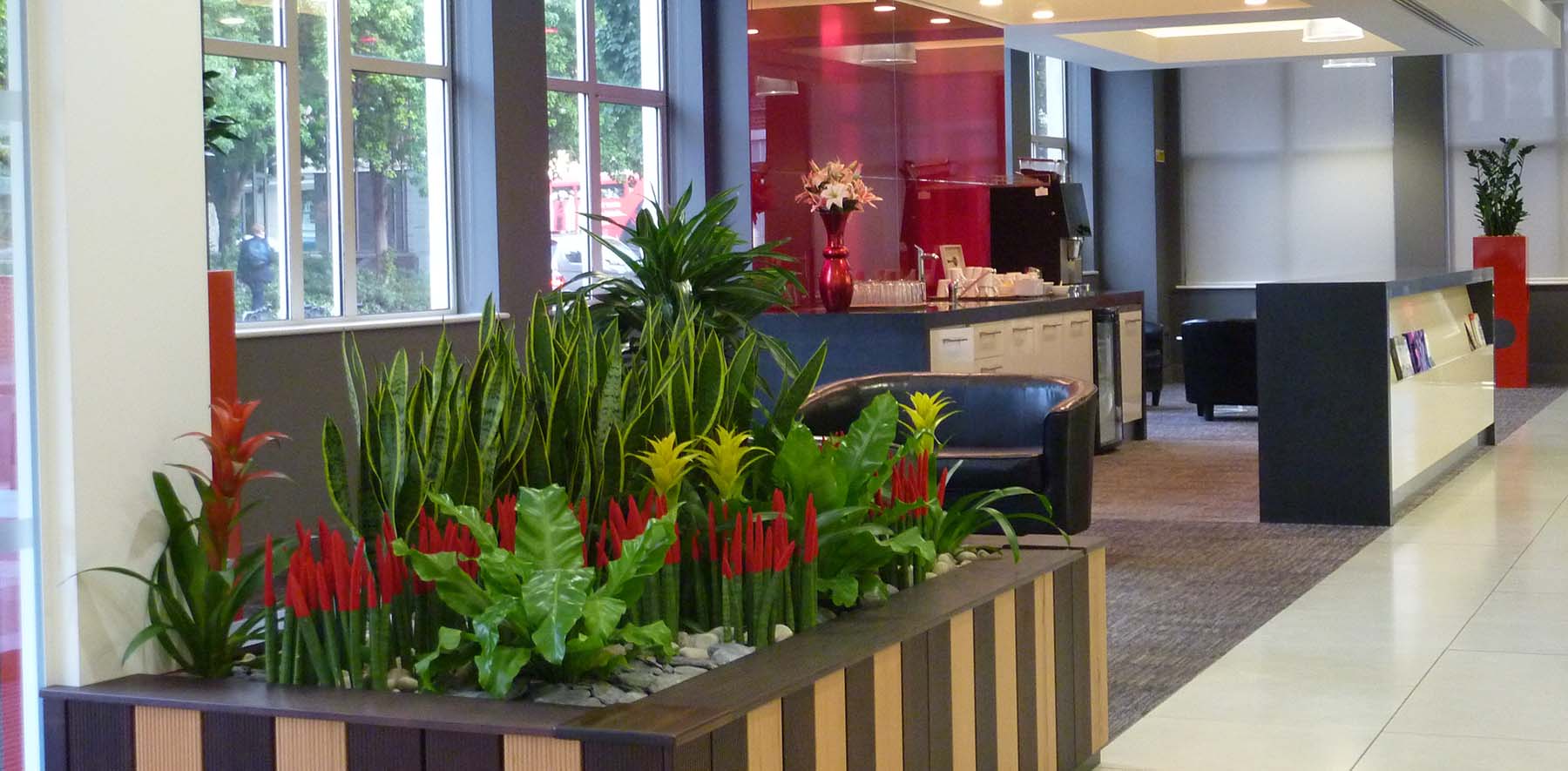 Colourful live planting welcomes visitors in London office. Built in planters include Guzmania and velvet-tipped Sansevieria