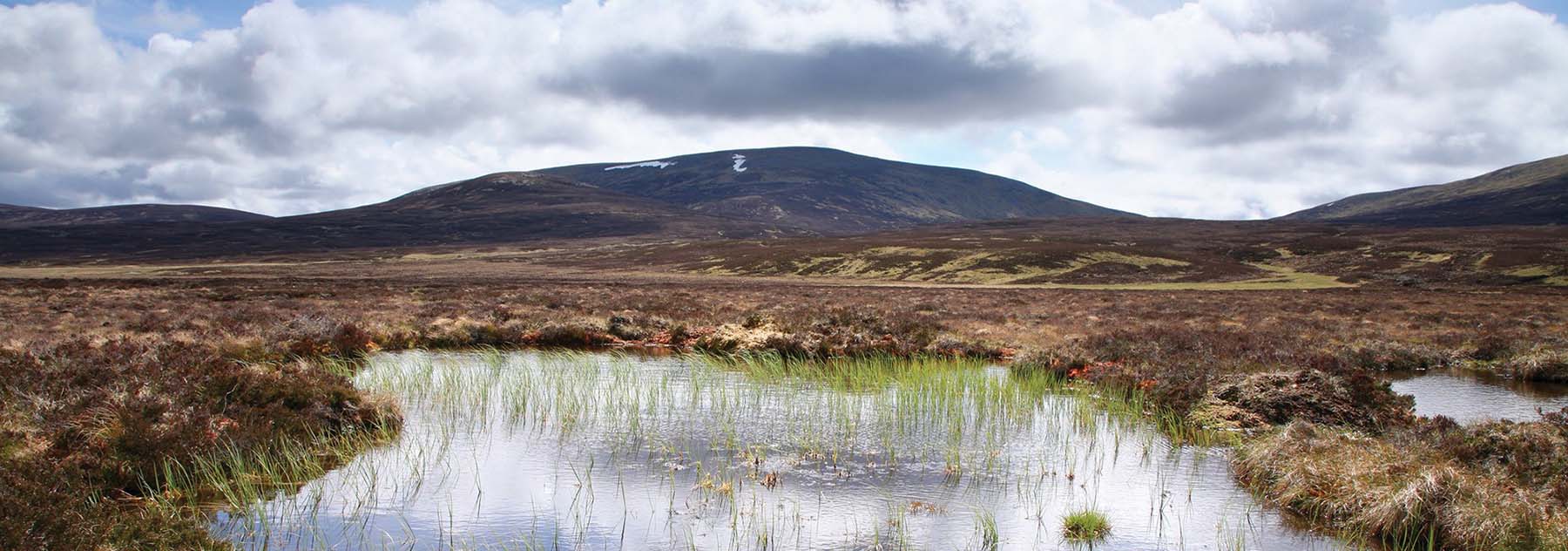 Panoramic view of Scotland’s peatlands. A scene of nature with undulating hills in the distance with marshland and grasses