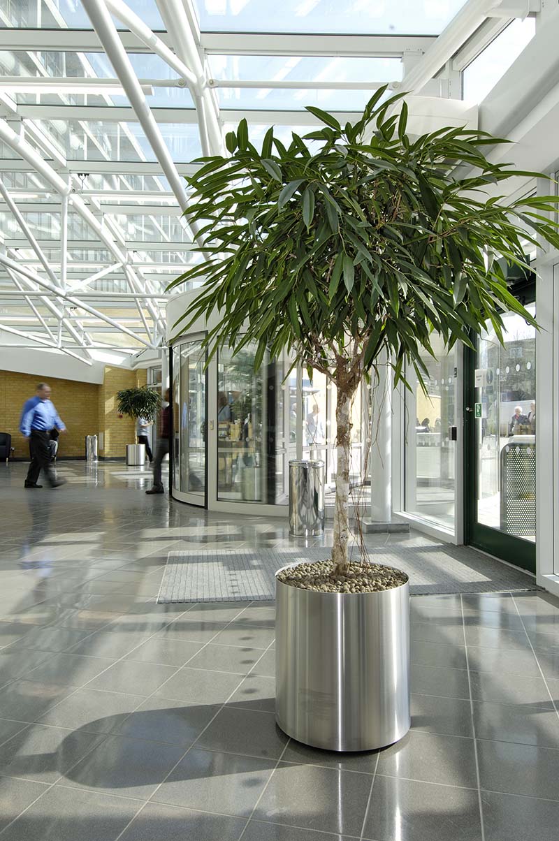 Large live Ficus trees and plenty of natural daylight – great examples of Biophilic Design in high-traffic spaces