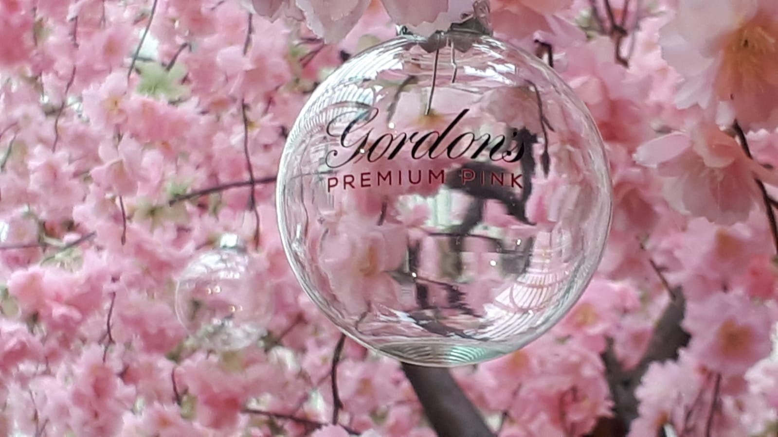 Bespoke clear glass bauble with Gordons Gin branding hanging from October Glasgow’s cherry blossom tree