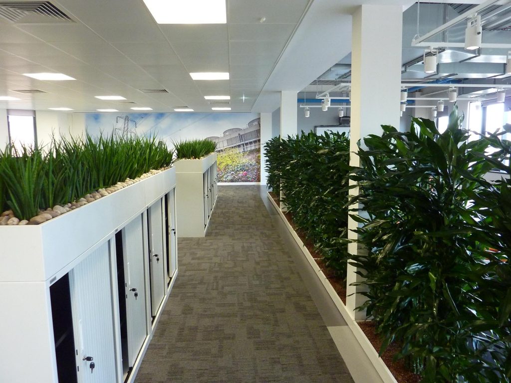 Modern open-plan office softened with cabinet top troughs of live Sansevierias and a screen of live Dracaena plants