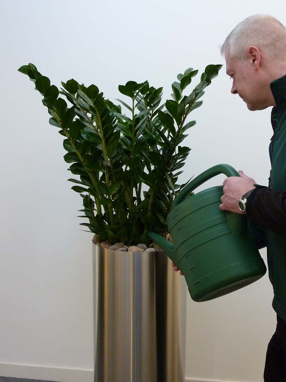 Benholm plant maintenance technician watering a live zamioculcas plant in a tall stainless steel planter