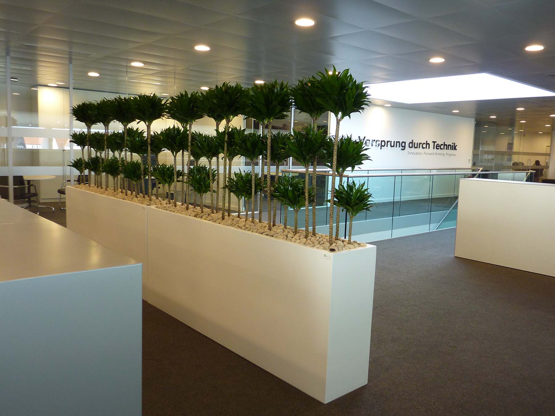 Planted screens with uniform Dracaena Compacta plants in white containers create biophilic divisions in Audi car showroom