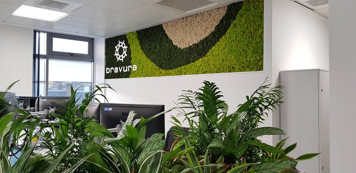 Bravura’s office with a bespoke branded Nordik Moss wall panel and cabinet top planters with varied lush live plants