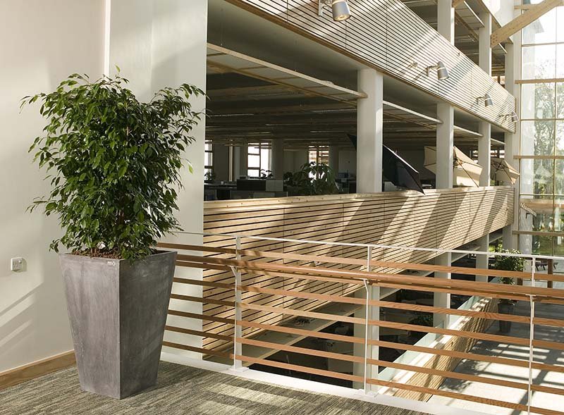 Tall live Enviroculture Ficus plant in a tapered grey planter on a bright atrium landing in a biophilic office building