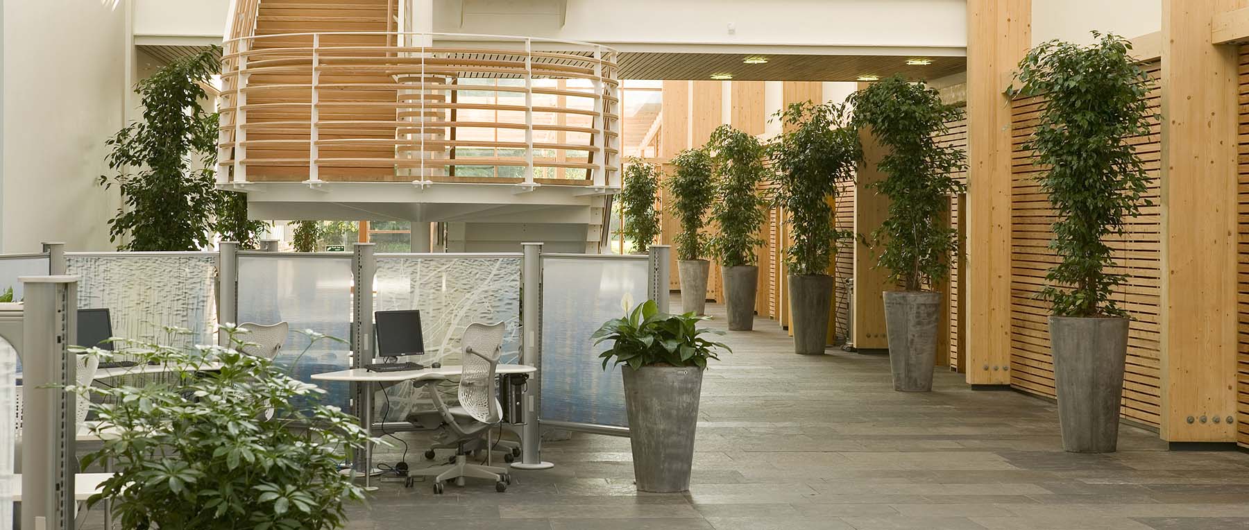 Bright, airy office atrium space with several large Enviroculture Ficus trees in grey stone effect eco-friendly planters