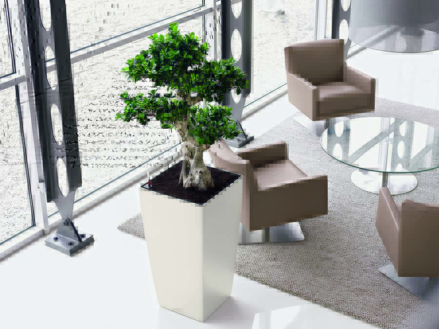 Modern office reception area with live Ficus Microcarpa Bonsai specimen plant in tall tapered square designer container, plant