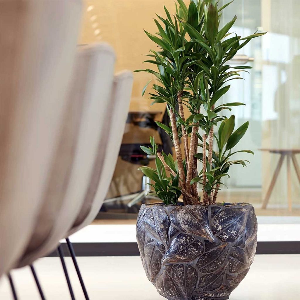 A modern natural finish floor standing planter with a lush leafy green plant in a neutral office space