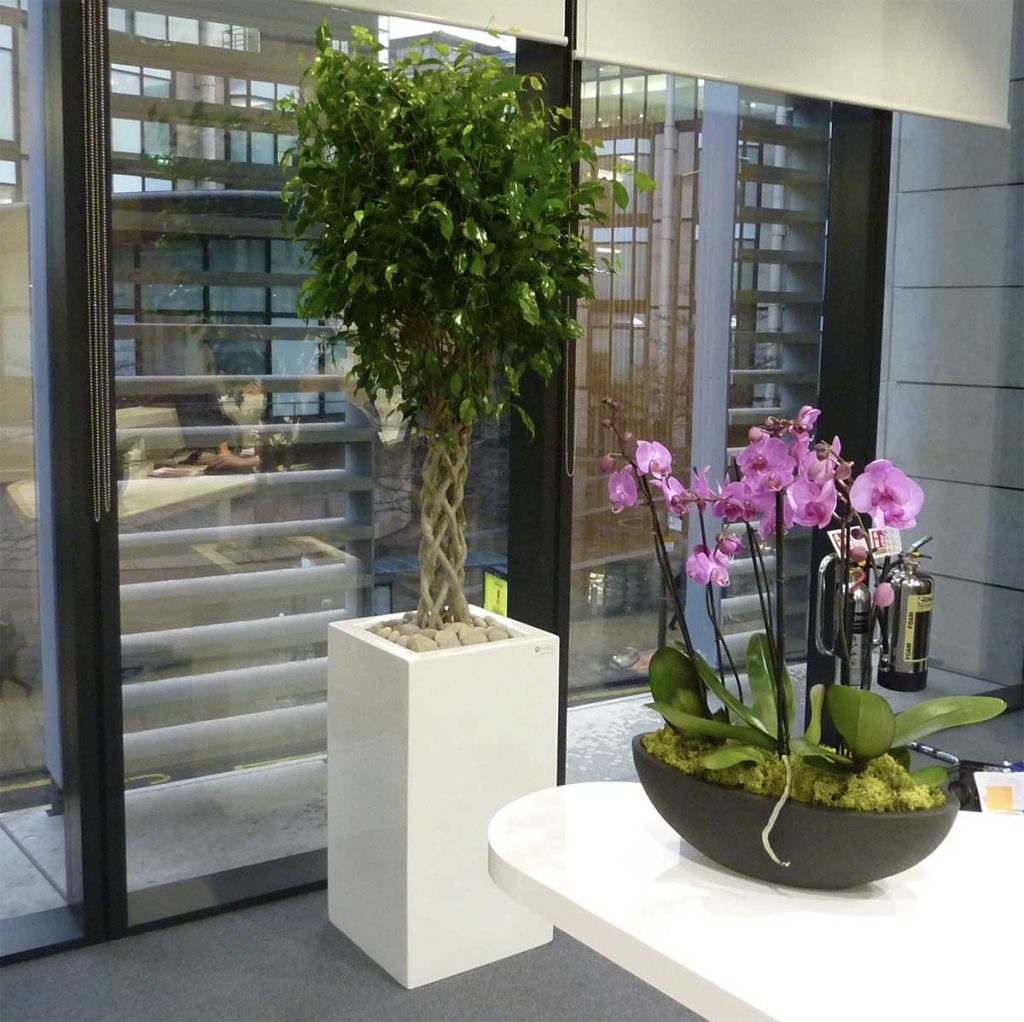 A live braided stem Ficus tree in a tall white planter with a co-ordinating live purple orchids in a grey oval planter