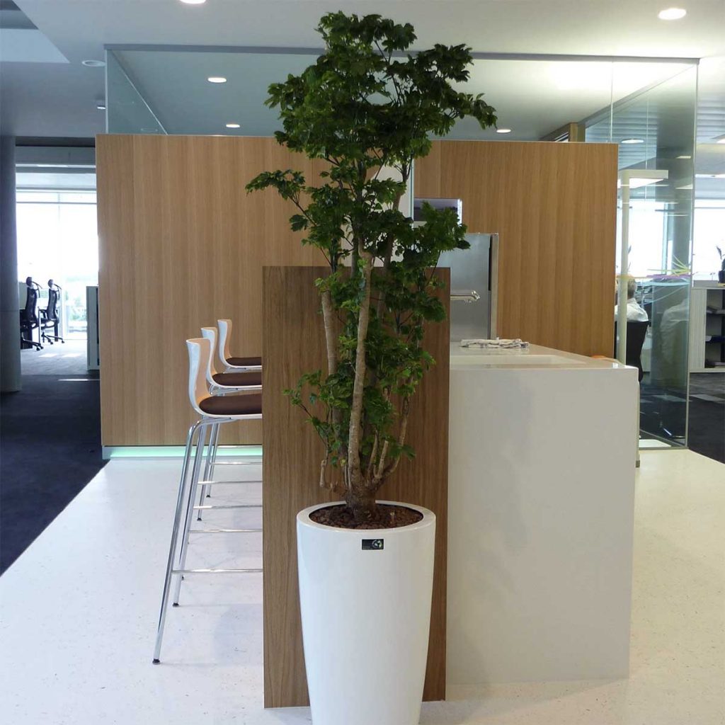 Tall live plant in a sleek tall white planter bringing nature to a communal office area for staff to enjoy