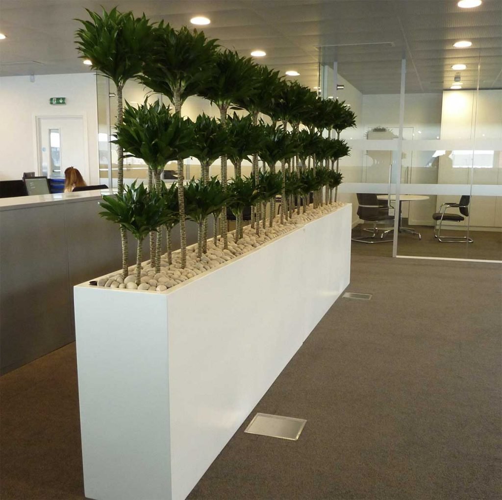 Multiple dracaena compacta in a long gloss white planter topped with stones providing separation in an Audi garage