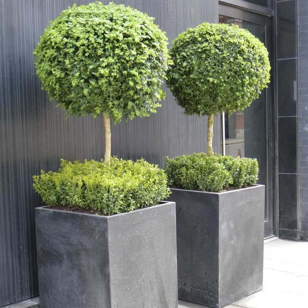 Manicured topiary trees in a slate finish cube planter with structured greenery underneath, nature in the city