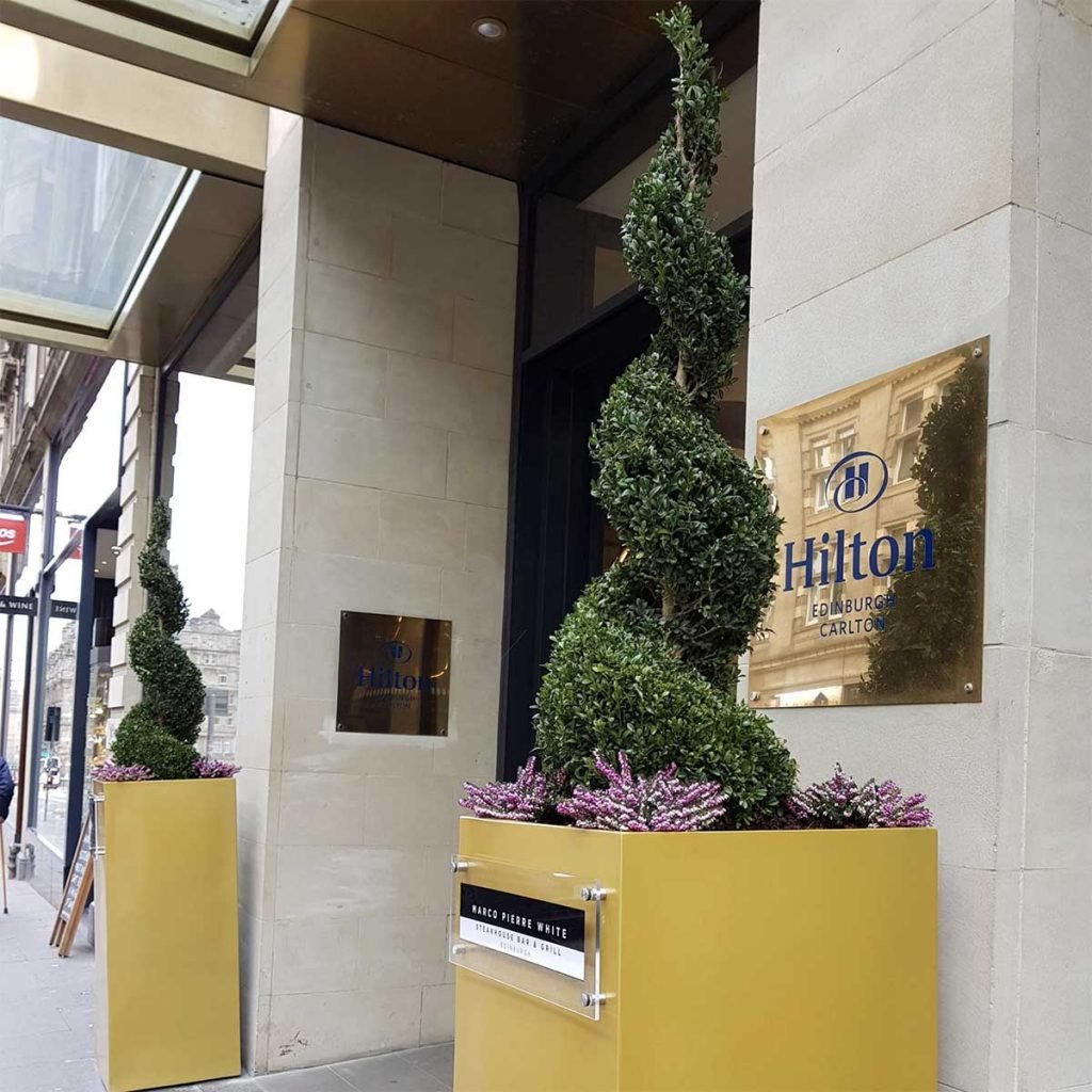 Hilton hotel’s gold planters with shaped topiary trees and purple heather to welcome guests