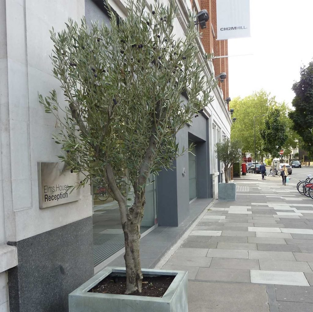 Live Olive Trees in a grey natural finish planter brightening up a high street and bringing nature to a city space