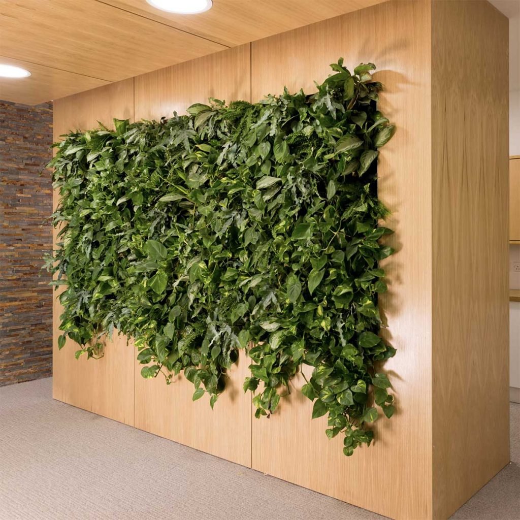A plant feature set into a wooden divider wall. Leafy green varieties used to create a full cascading effect