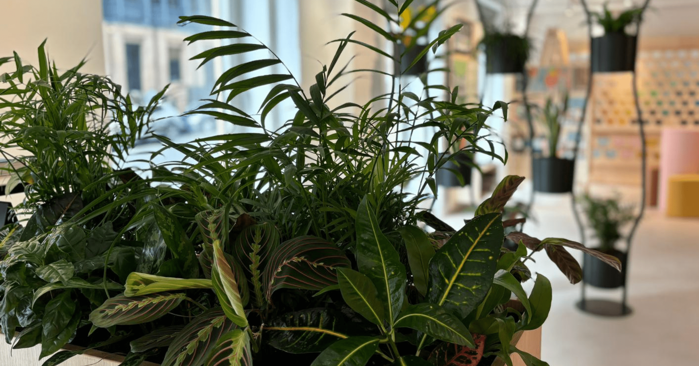 mixed-live-trough-planters-with-black-para-verte-in-background