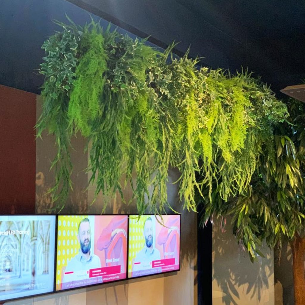 full display of artificial green trailing foliage bushes hanging from the ceiling at Tsunami Axis in Glasgow