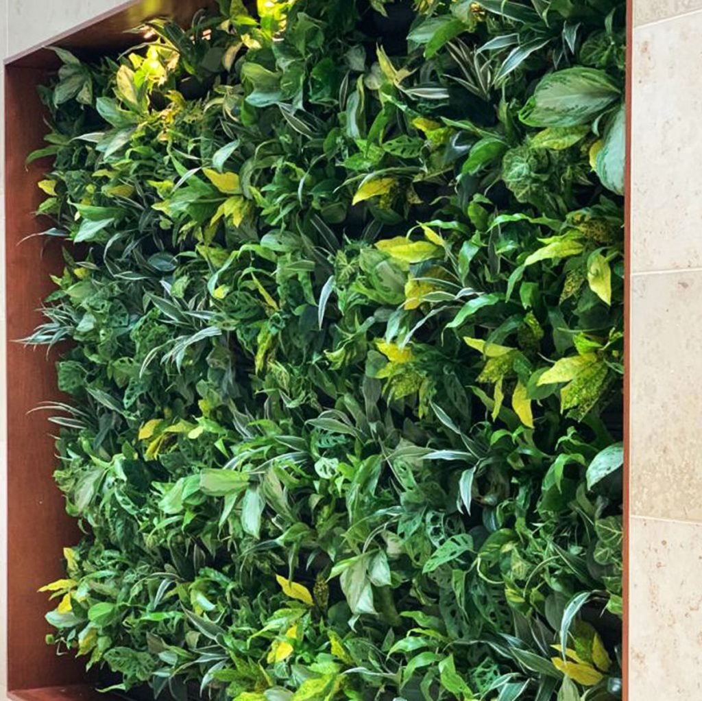 living wall looks lush and inviting set within the wall in an office building entranceway