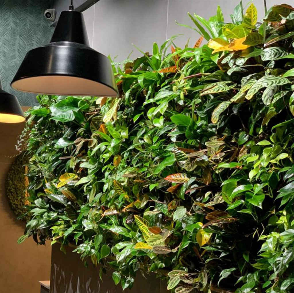 The Tsunami Axis Glasgow coffee bar gets a beautiful home tucked up against our lush, vibrant and healthy living wall, featuring bursts of tropical coloured plants.