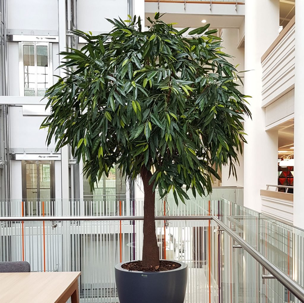 tall artificial Ficus tree in a tapered round grey planter in a large open plan office area