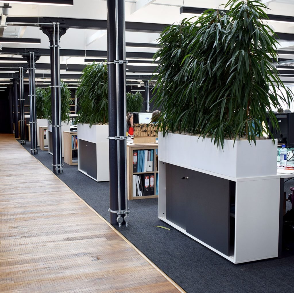 tall Ficus plants set within a white cabinet top planter to create a tall barrier in an open space office area