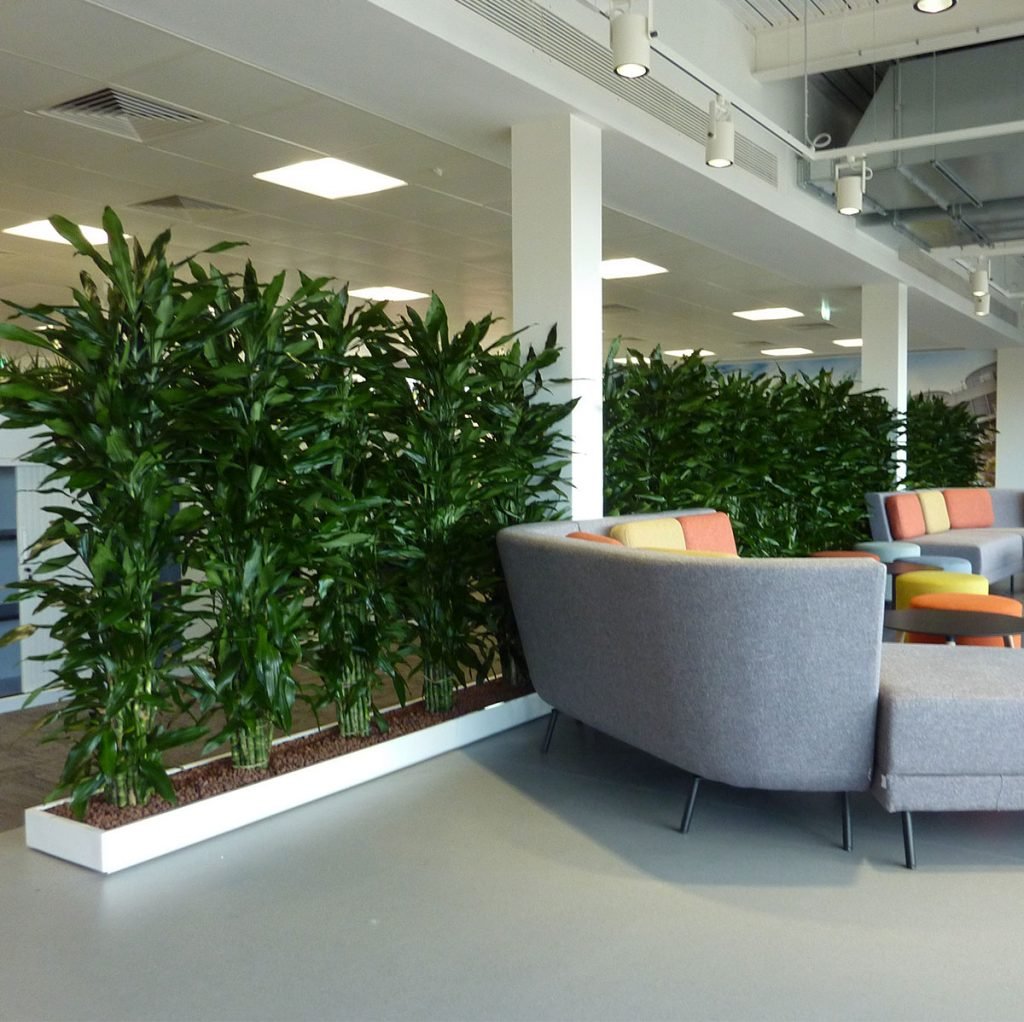 tall Dracaena Janet Craig plants set within a shallow planter on the floor to create a tall natural divider wall within an open space office area
