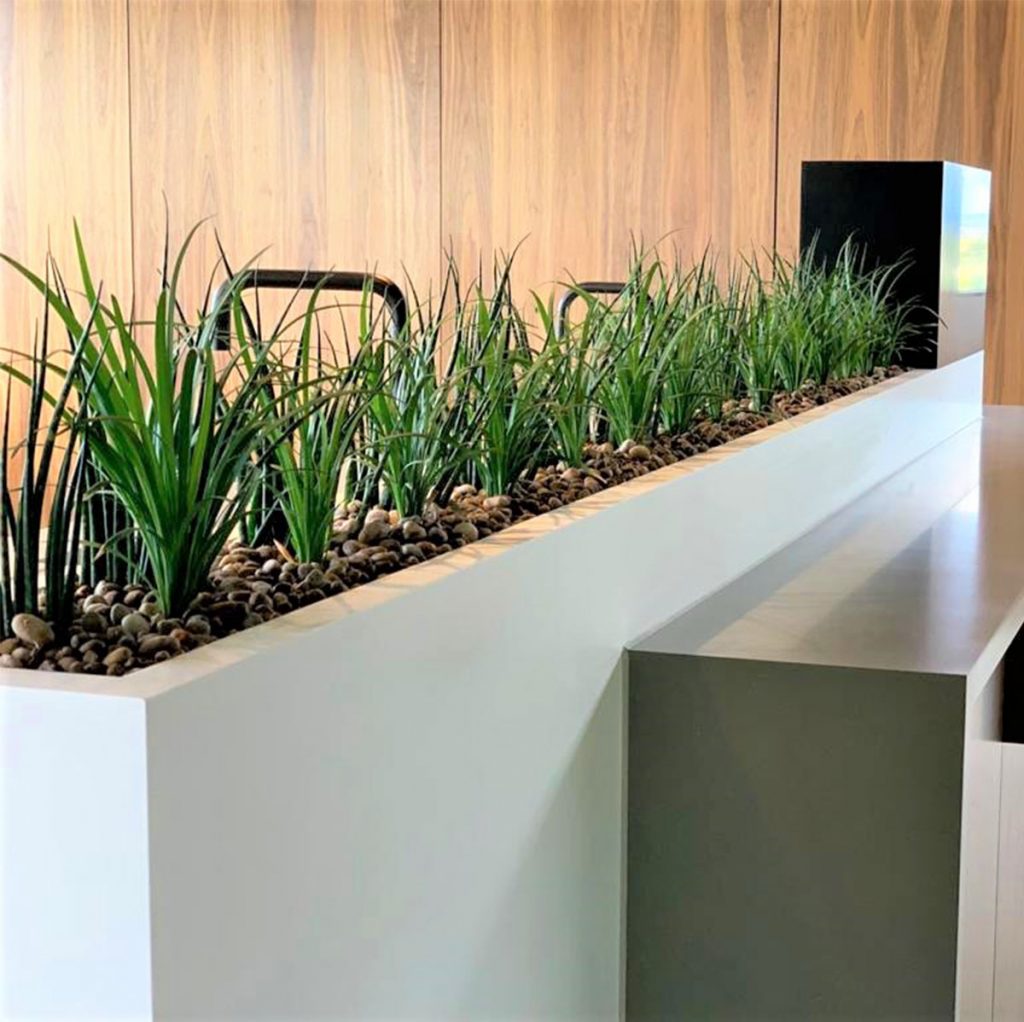 white trough planters mass planted with live Sansevieria Kirkii Friends plants in an office