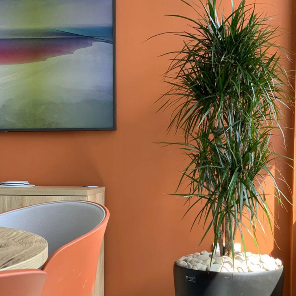 Dracaena Marginata Branched planted inside graphite tapered round planter in the corner of an office