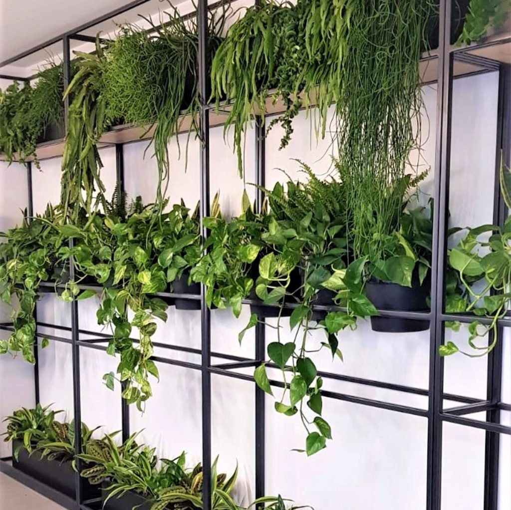 live mixed trailing plants set within planters on a grid shelving system in an office area