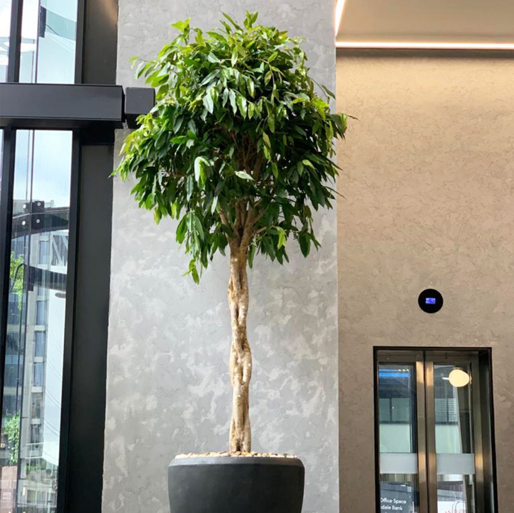 very tall Ficus tree with braided stem planted inside black tapered round polystone planter at the entrance to an office building