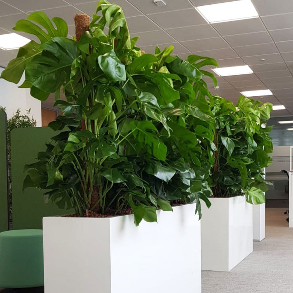Tall monstera plants planted within white trough planters to create stunning barriers within an open plan office area