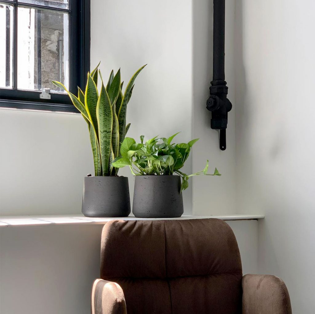 small round natural stone effect grey planters with live sansevieria Laurentii and trailing plant on a shelf
