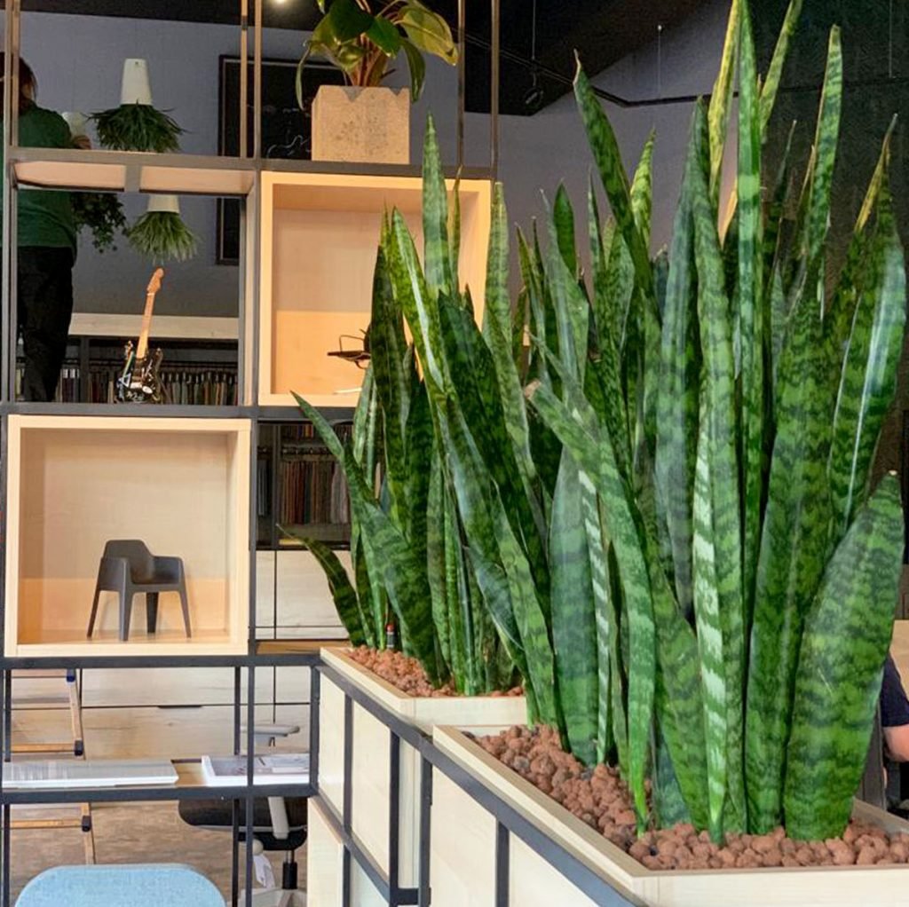 live Sansevieria zeylanica plants planted inside tall trough planters to create a barrier within an open space office area