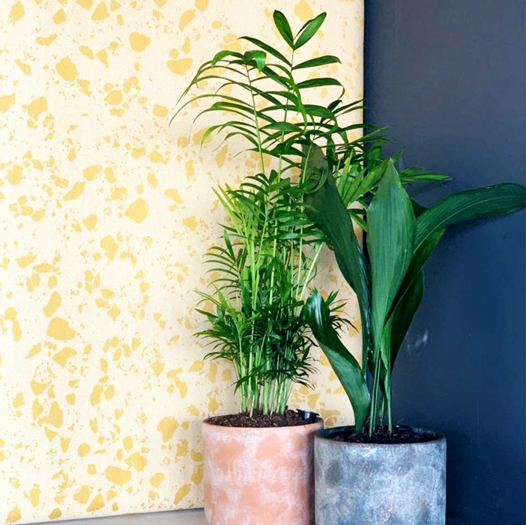 small terracotta planters with live aspidistra plant and chamaedorea plant on a shelf