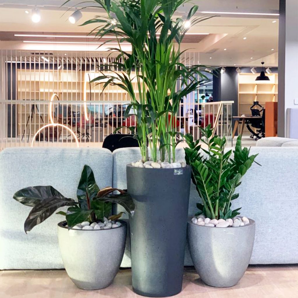 group of grey tapered round planters with live Cordyline red emerald, Kentia palm and zamioculcas zamiifolia plants.