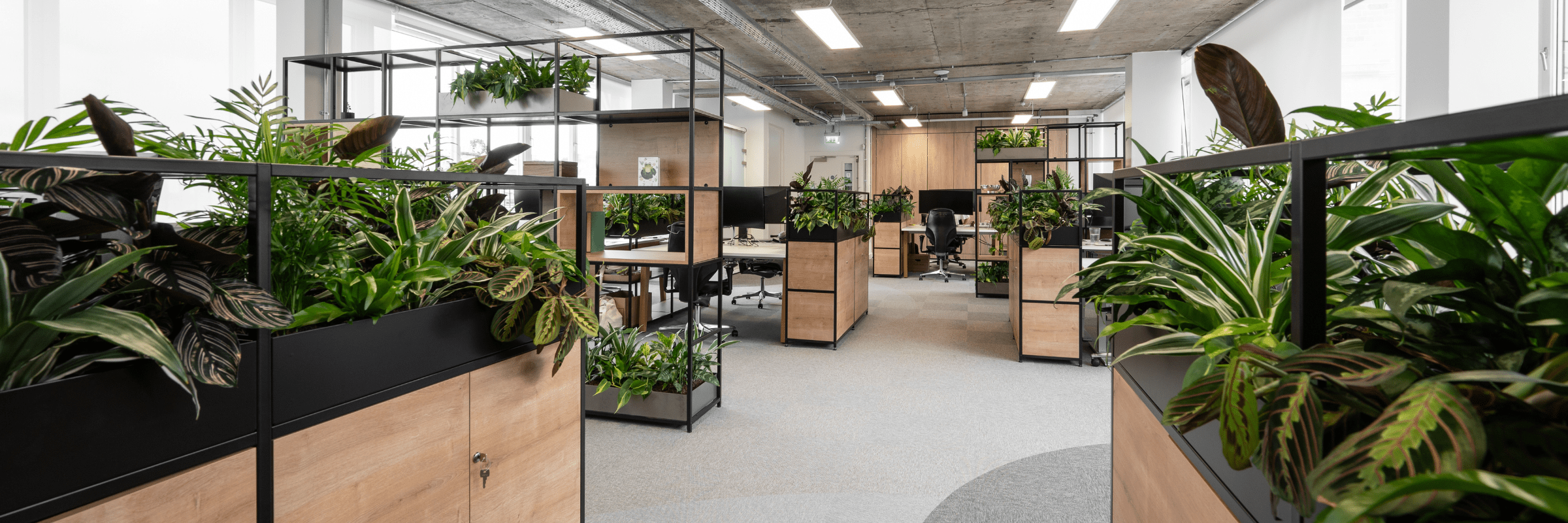 plants-reduce-absenteeism-in-the-workplace-image-4