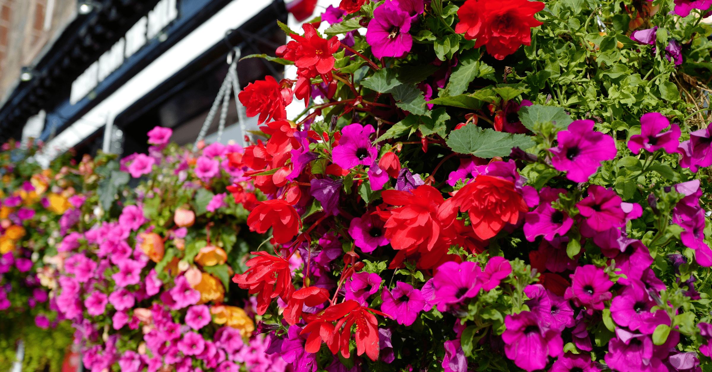 hanging-baskets-benholm-products-and-services-3