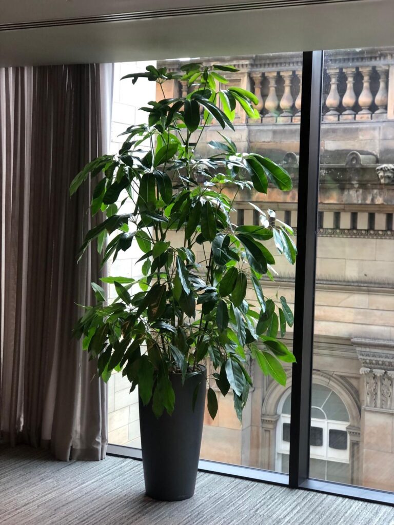 A tall live schefflera amate placed in front of a window in this office space looks very visually pleasing!