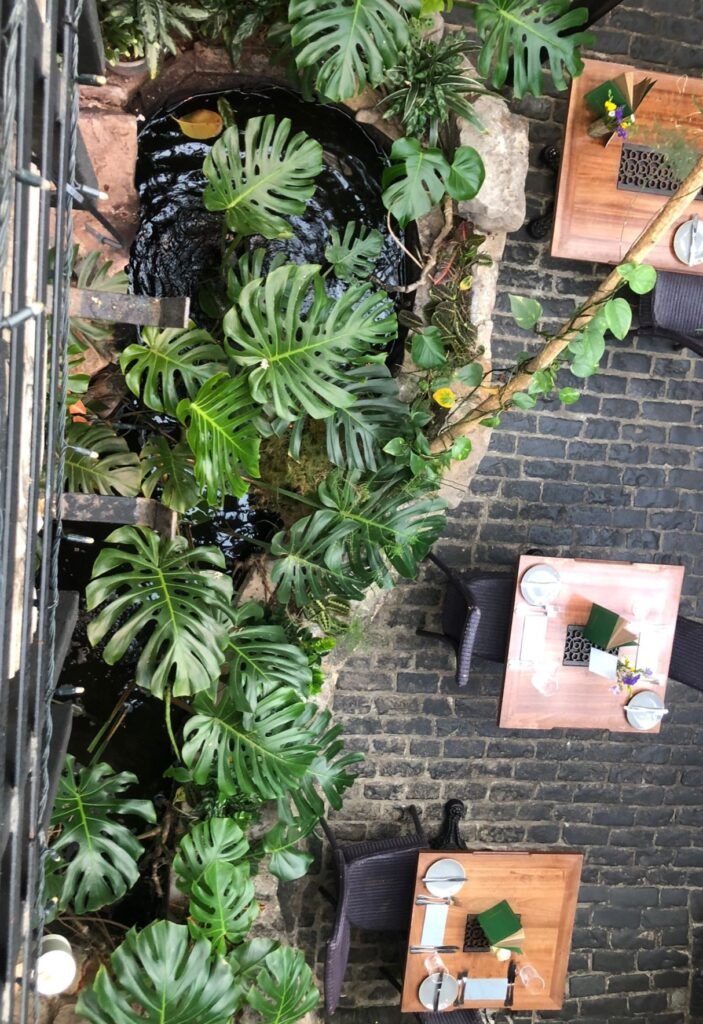 An aerial view of these lush monstera palm leaves show the awesome effect plants can have in any space