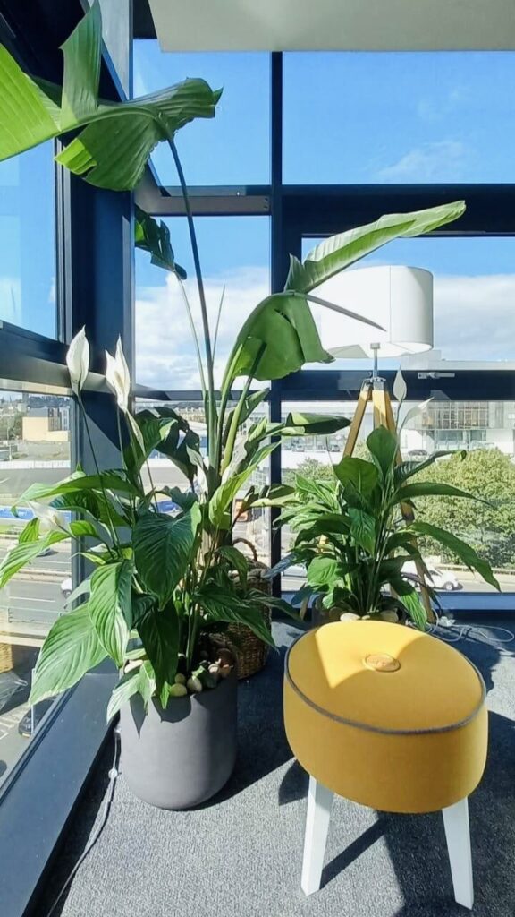Beautiful plants in a corner create a nice, natural vibe in your office area