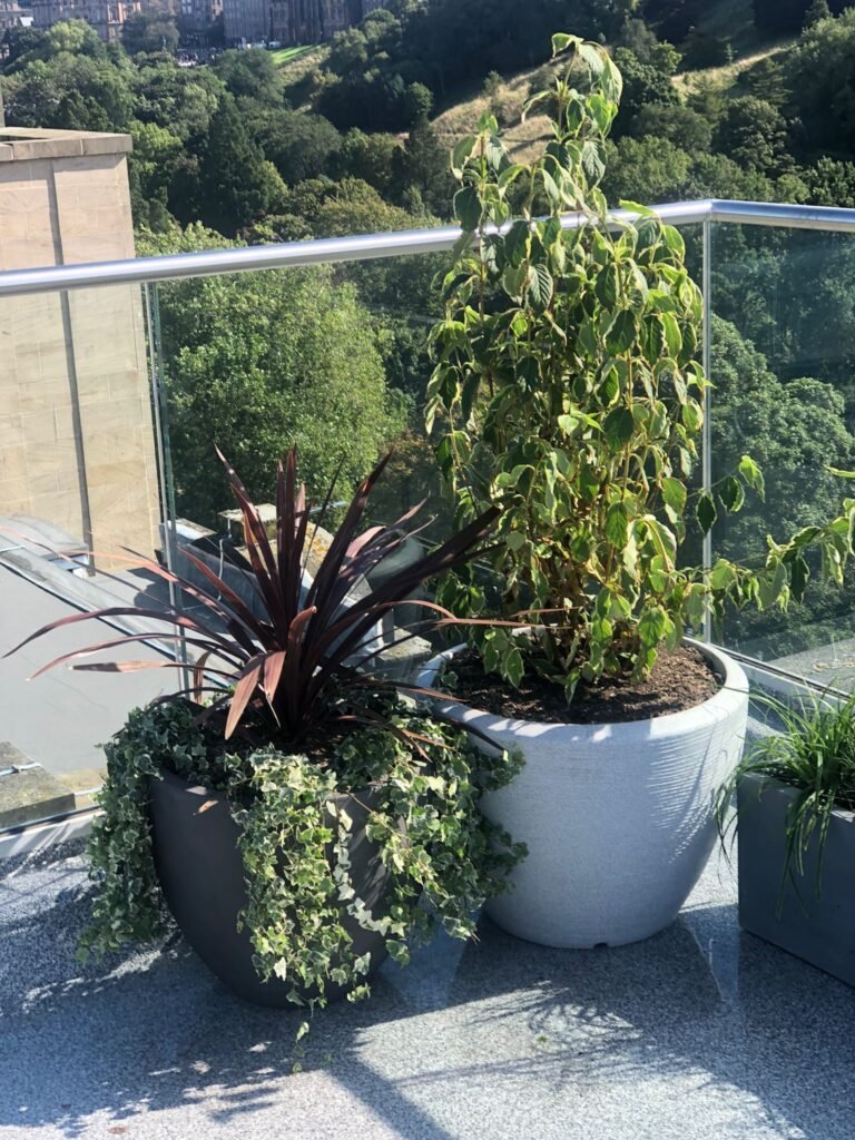 Large floor standing planters are a great accessory for your balcony