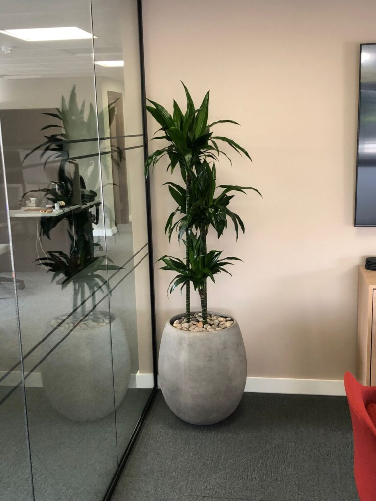 Floorstanding planters are a great way to brighten up a corner of your office