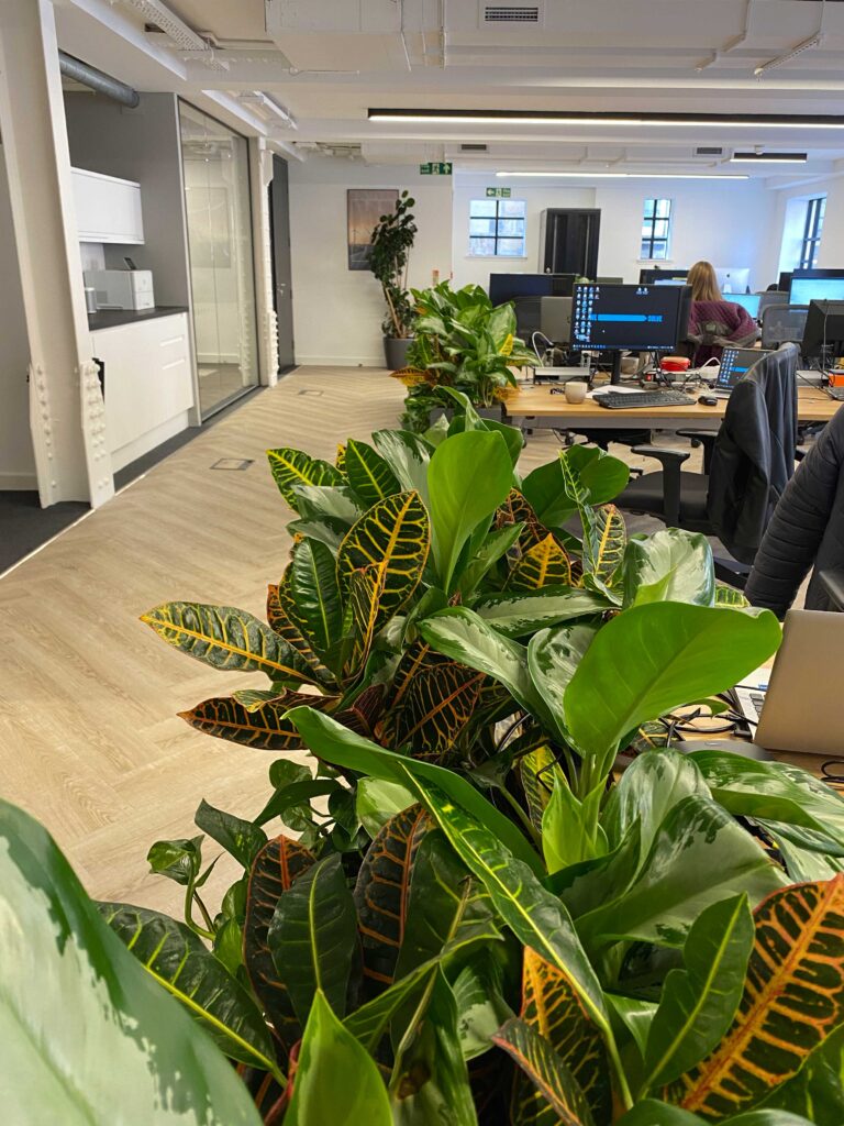 Mixed live planting in trough planters create a great barrier in your office space