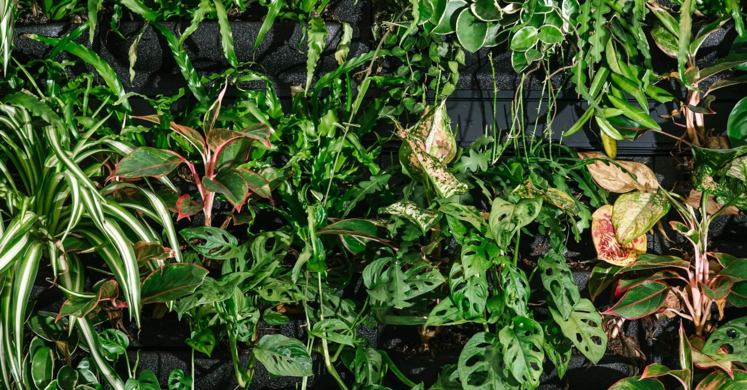 the-connection-between-green-walls-and-employee-health-2