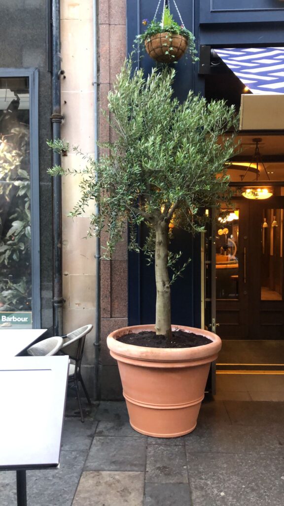 A tall olive tree stands at the entrance of this building, creating a welcoming, natural touch