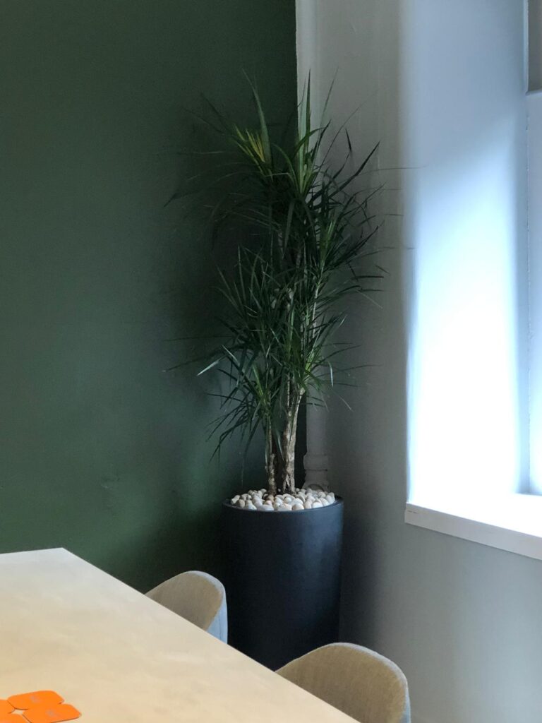 A live dracaena marginata stands in an office meeting room